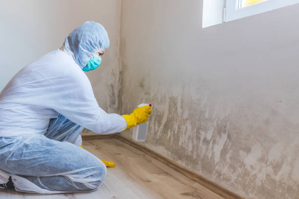 Licensed Commercial Mold Remediation service in Port Ludlow, WA - WQB Mold Removal