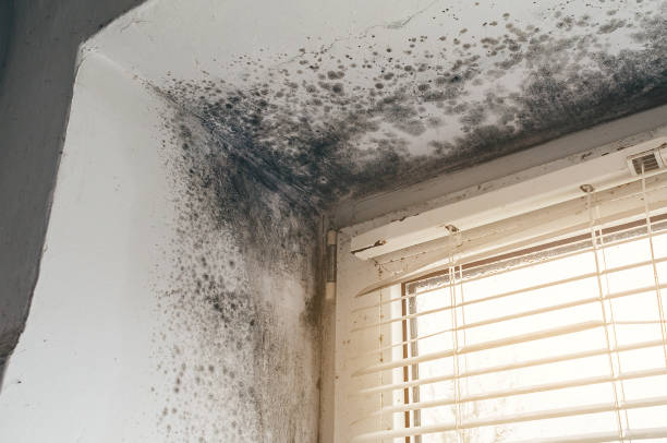 Affordable Commercial Mold Remediation solutions in Port Ludlow, WA